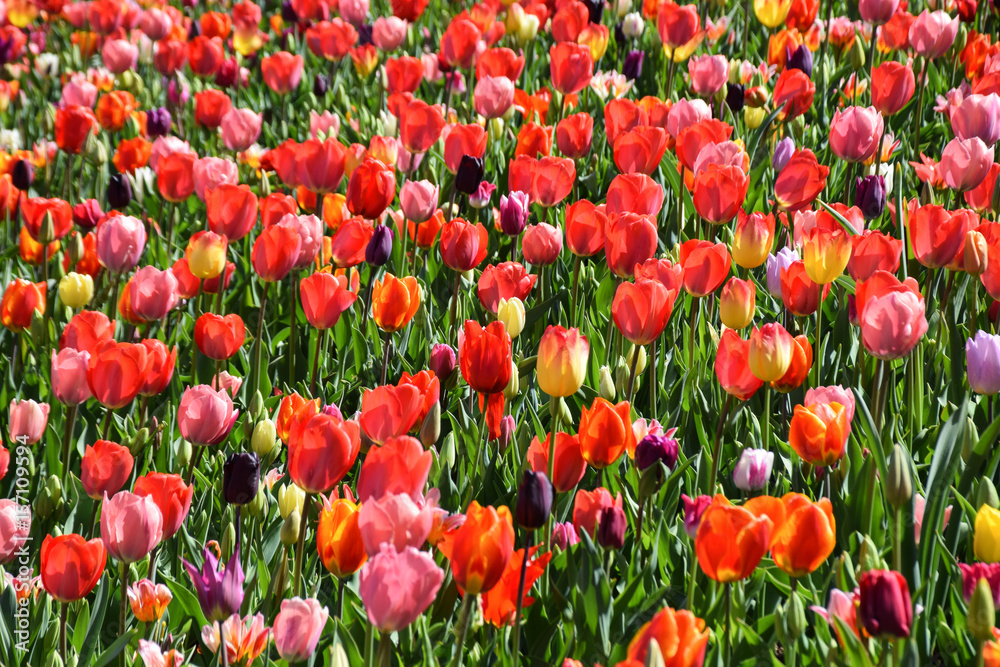 Fototapeta premium Field of bright and vibrant flowers in lush field