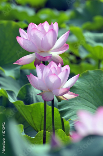 Blossom lotus fkower