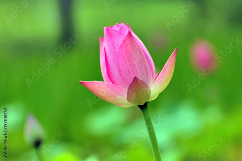 Blossom lotus fkower