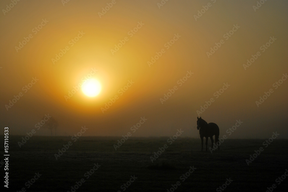 Calm Yellow Foggy Sunrise with Horse Silhouette