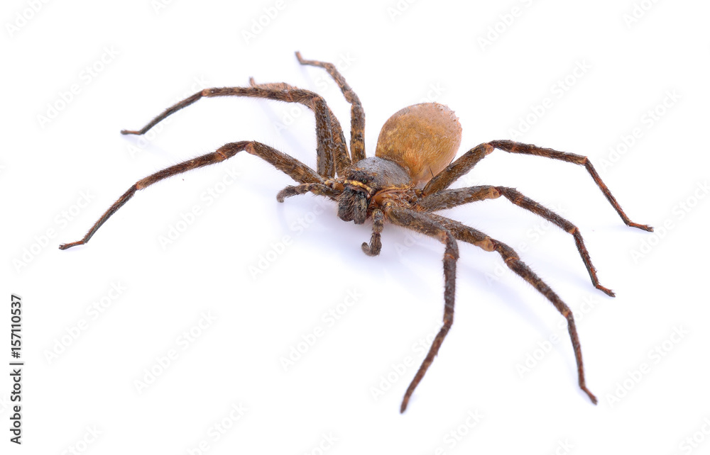 Brown spider on white - obrazy, fototapety, plakaty 