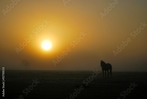 Calm Yellow Foggy Sunrise with Horse Silhouette © Kristy