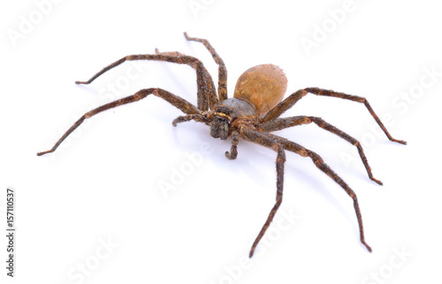 Obraz na plátně Brown spider on white