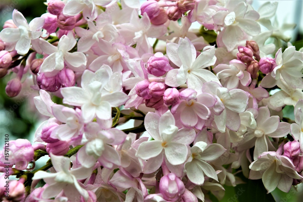 Lilac Shots Collections Lilac Shots Collections