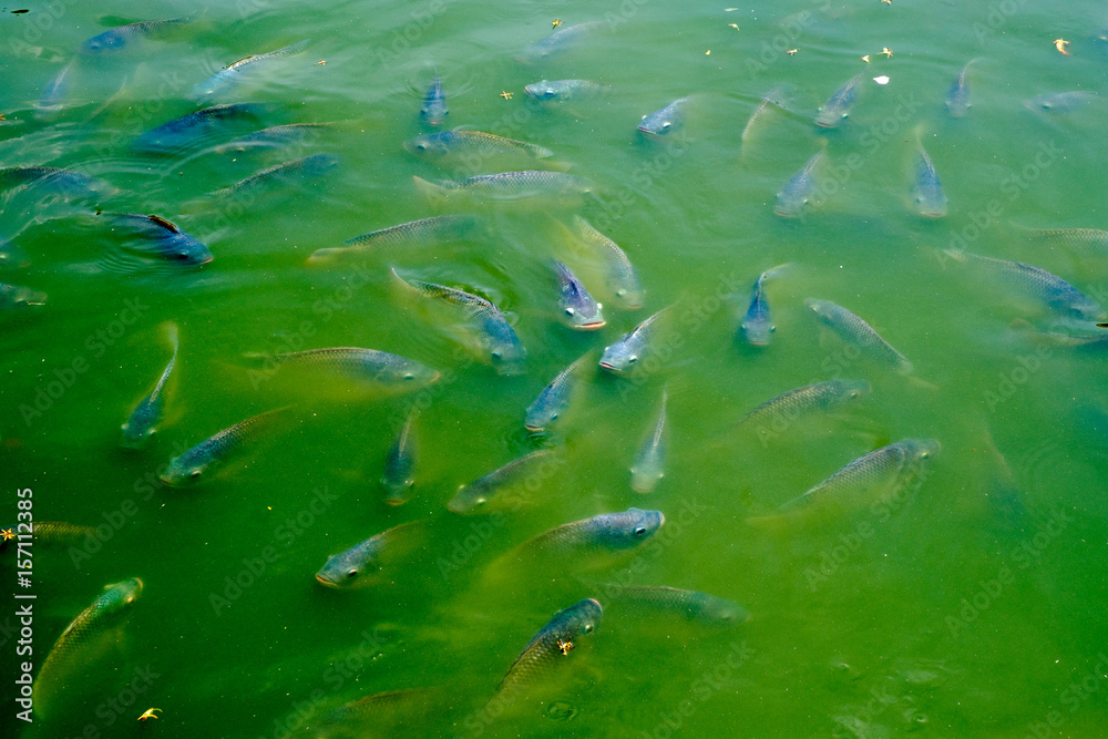 fish in river fish in river
