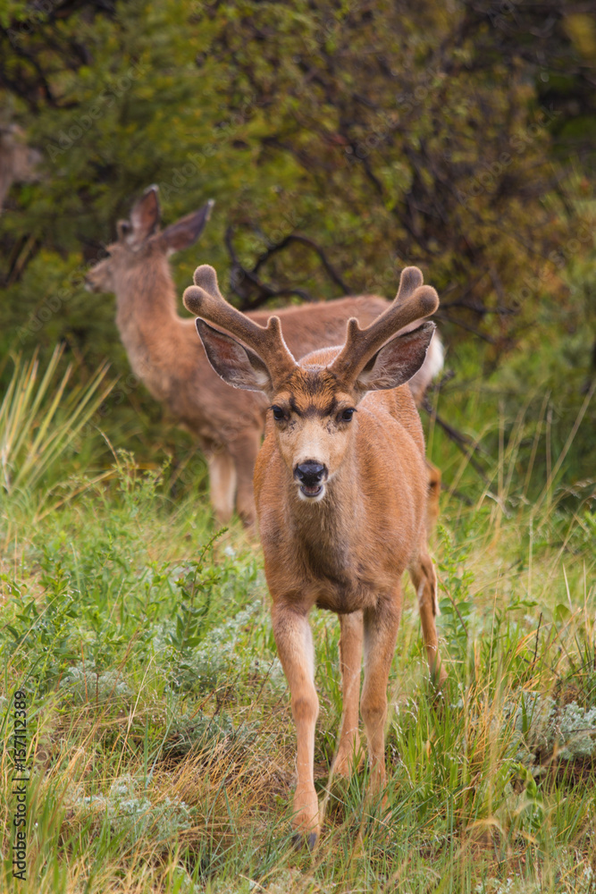 Beautiful Mule Deer Herd Beautiful Mule Deer Herd