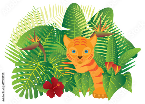 Fototapeta Naklejka Na Ścianę i Meble -  Tropical Rainforest  Jungle Tiger Cub vector  Illustration