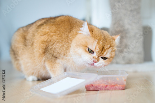 Cute orange cat eating food