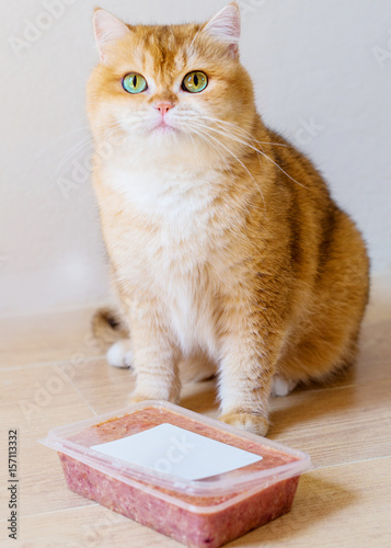 Cute orange cat eating food