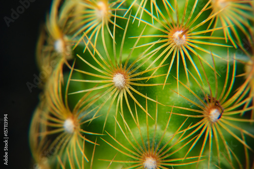 Close up of spines on a cactus