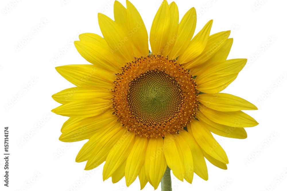 Fototapeta premium sunflower isolated on white background