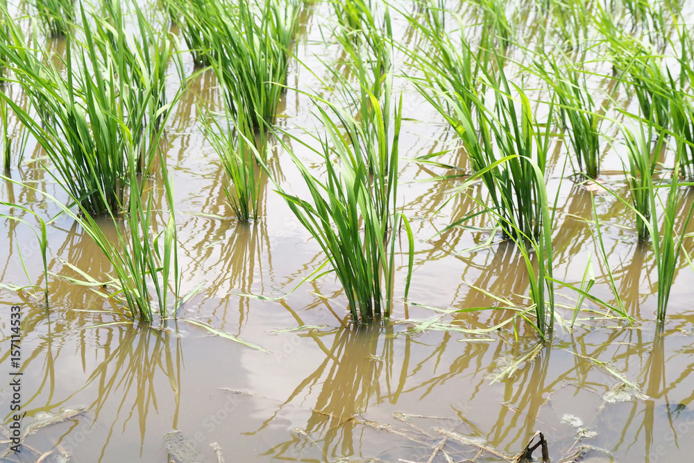 Obraz premium Natural Patterns from the Paddy Field