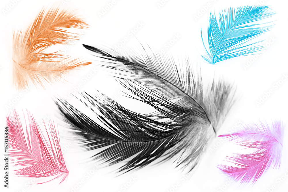 Obraz premium Collection color trends chicken feather texture background