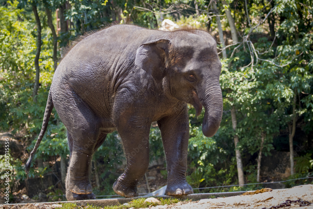 Image of a young elephant on nature background in thailand.