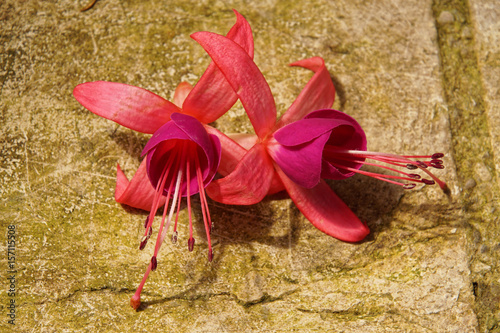  fuchsienblüten,   photo