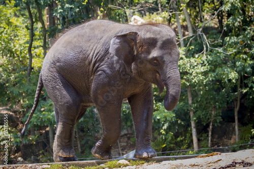 Image of a young elephant on nature background in thailand.