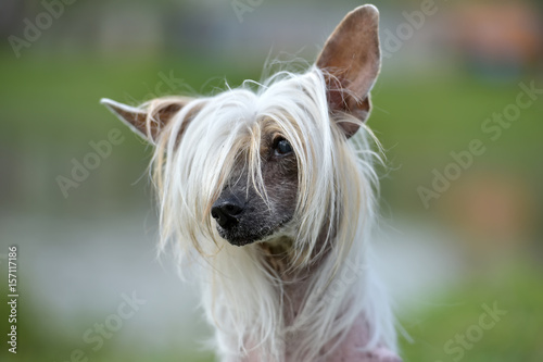 Photos Old Chinese crested dog