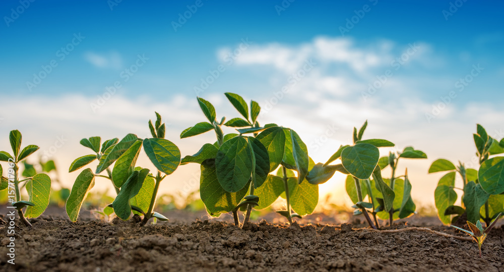 Small soybean plants growing in row - obrazy, fototapety, plakaty 