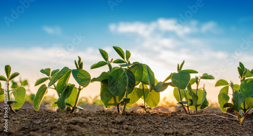 Small soybean plants growing in row photo