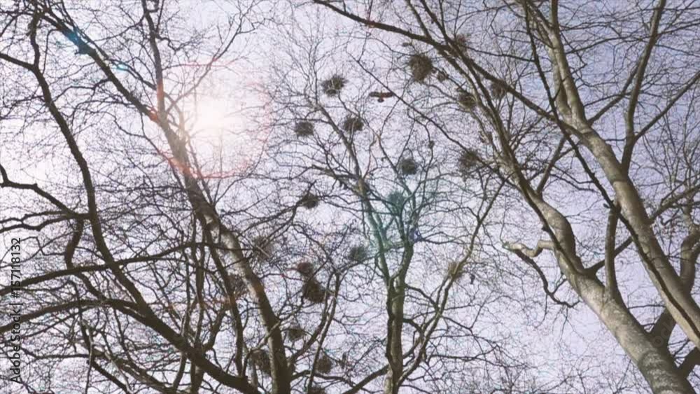 Bird nests and trees in spring forest. Film clip with animals in nature. Bird nests and trees in spring forest. Film clip with animals in nature.