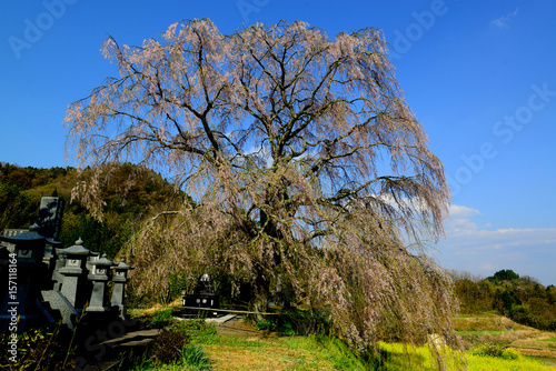 宮城の里しだれ桜 photo