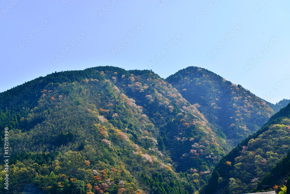 大分川ダムのヤマサクラ