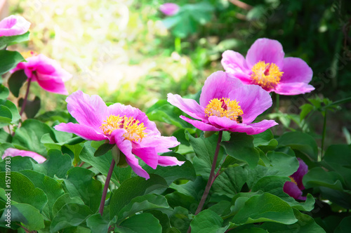 Wild peony close-up