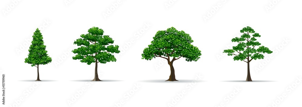 Fototapeta premium drzewo zestaw realistyczne ilustracji wektorowych