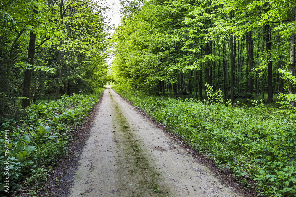 way in forest way in forest