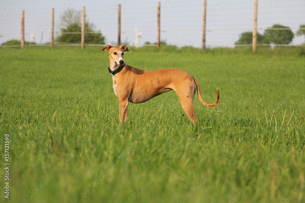 galgo hat spaß im garten