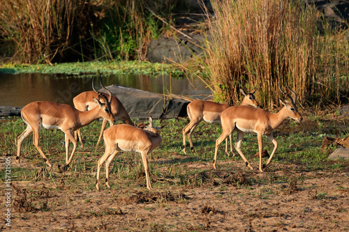 A small herd of impala antelopes (Aepyceros melampus), Kruger National Park, South Africa.