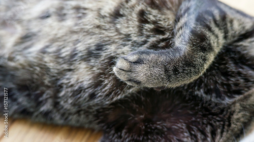 Close up of a paw of a gray striped cat.