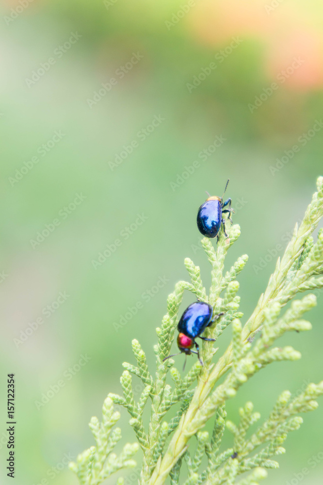 Naklejka premium ladybugs in ourdoors , Insect on the tree