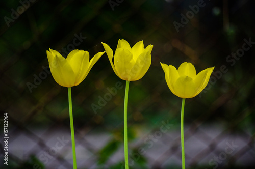 Three yellow beautiful tulips photo
