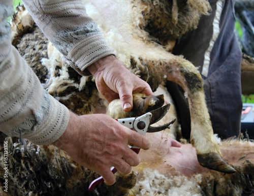 Shearing sheep hoof.