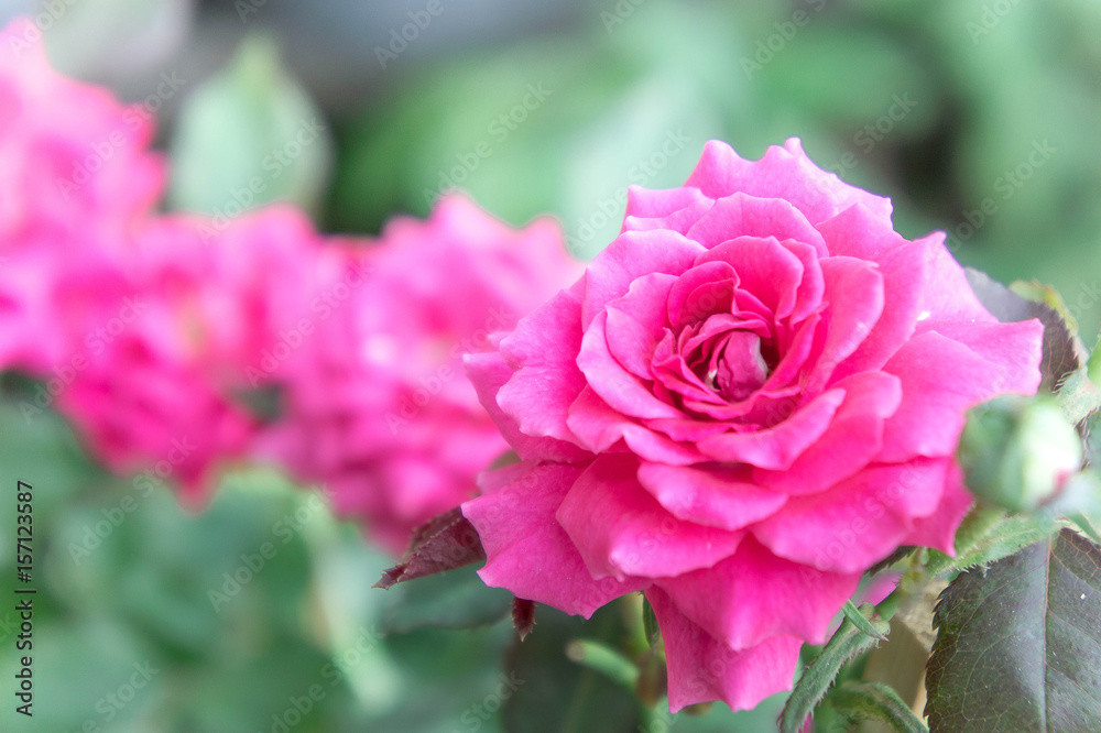 pink roses in the garden with sunlight morning day pink roses in the garden with sunlight morning day