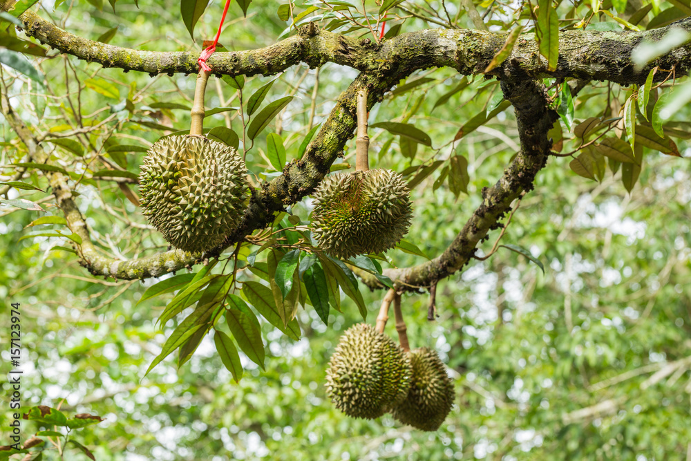 Durian fruit on the tree - durian is considered the king of tropical fruit Durian fruit on the tree - durian is considered the king of tropical fruit