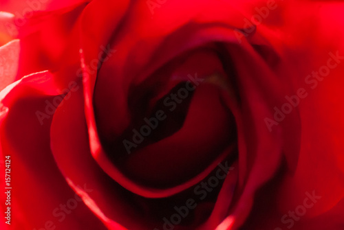 Makro shot of red rose