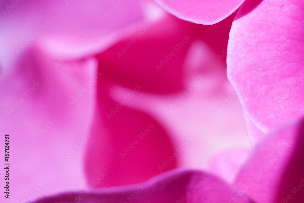 Close up photo of pink rose