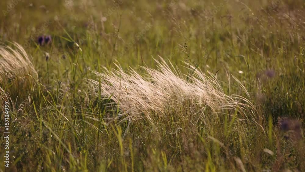 Russia, FHD video. Flowering of the herbs field in late spring in the steppes of the Don in the evening at sunset.
Russia, FHD video. Flowering of the herbs field in late spring in the steppes of the Don in the evening at sunset.