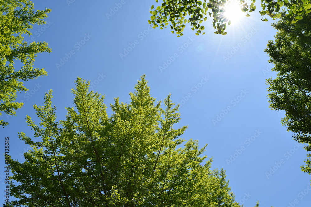 Obraz premium 新緑と青空とこもれ日