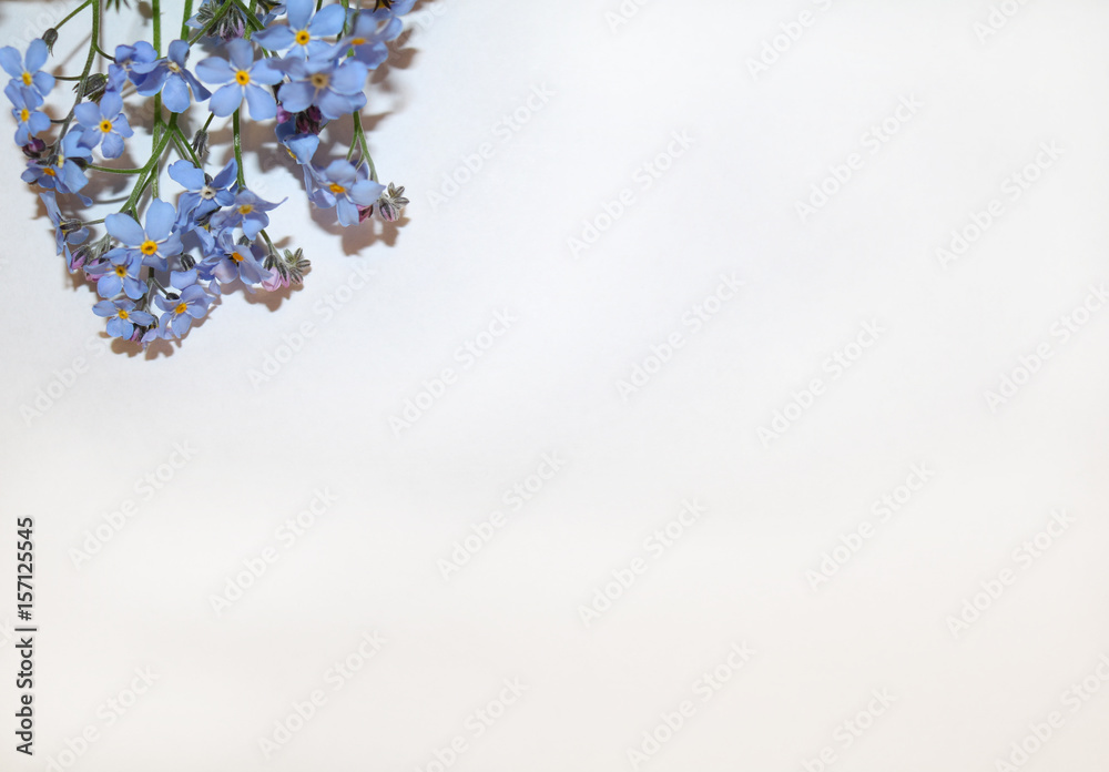 A branch of forget-me-nots on paper and on unpainted canvas A branch of forget-me-nots on paper and on unpainted canvas
