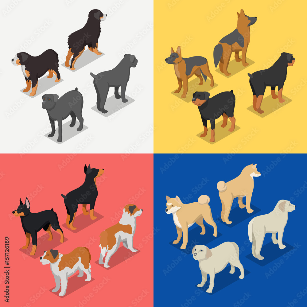 Isometric Dog Breeds with Rottweiler, Retriever and Doberman. Vector flat 3d illustration