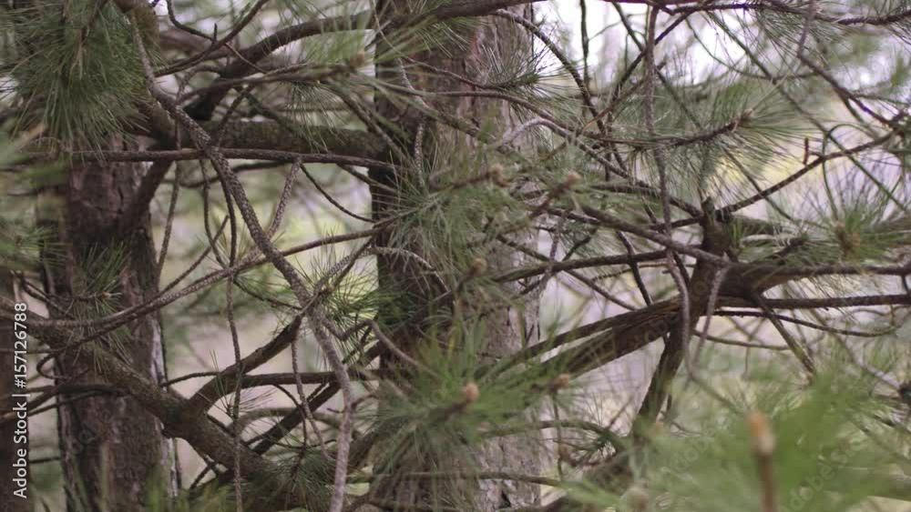 Moving Though Pine Tree Branches Closeup High Detail Moving Though Pine Tree Branches Closeup High Detail