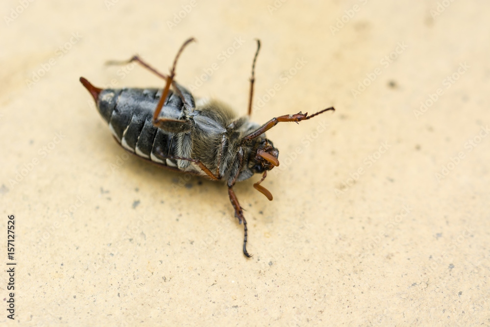 Common cockroach - Melolontha melolontha. Common cockroach - Melolontha melolontha.