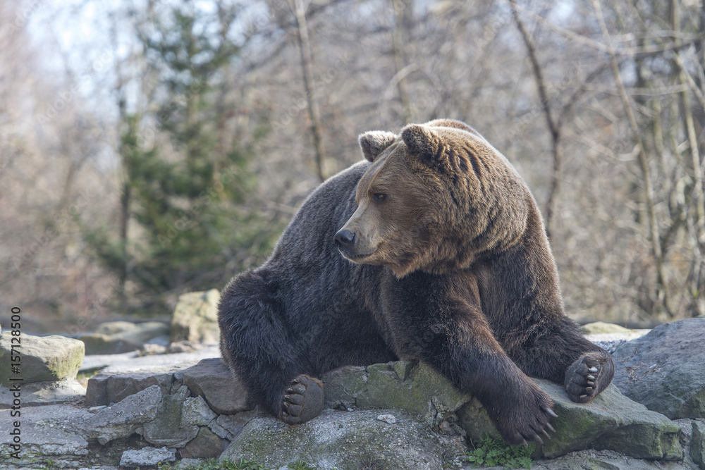 bear grizzly zoo park stone bear grizzly zoo park stone