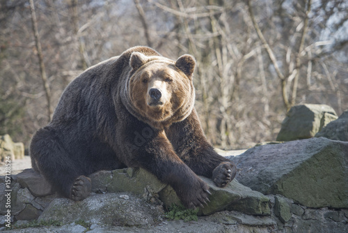 zoo park brown bear resting on a stone after eating © vitalart
