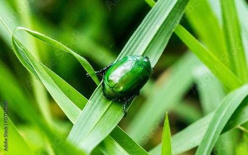 insect