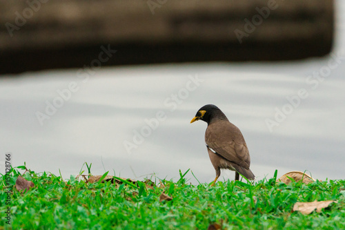 bird beside the lake