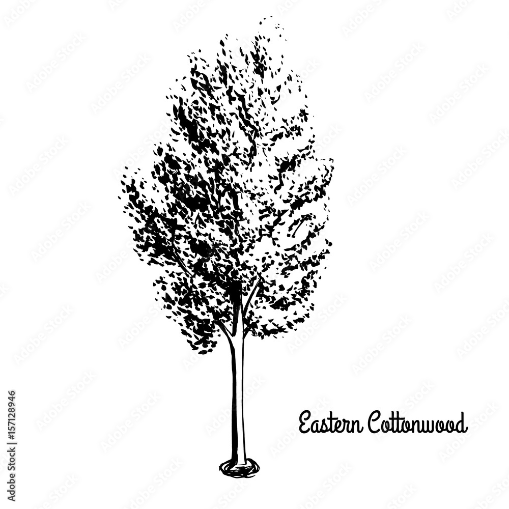 Vector sketch illustration of Necklace Poplar. Black silhouette of